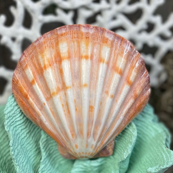 Large Polished Lions Paw Seashell Coral Purple Crafting Display Shell Collector - Picture 7 of 14